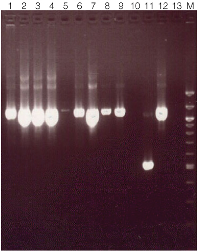 Amplification of Drosphila DNA.
